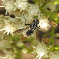 Vanderwulpia sequens