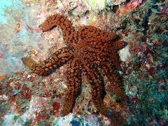 Coscinasterias tenuispina