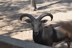 Ovis gmelini gmelini