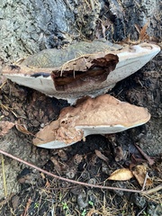 Ganoderma applanatum