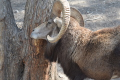 Ovis gmelini gmelini