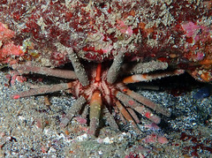 Eucidaris tribuloides