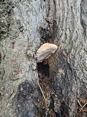 Ganoderma applanatum