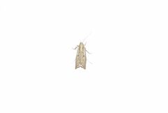 Agriphila geniculea