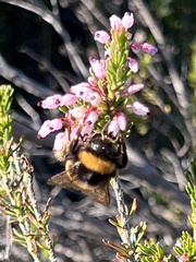Bombus terrestris