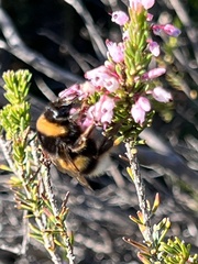 Bombus terrestris