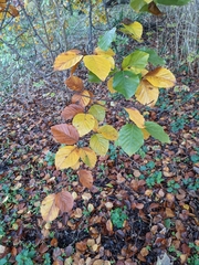 Ulmus glabra