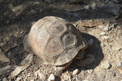 Testudo graeca