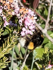 Bombus terrestris
