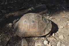 Testudo graeca