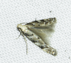 Coleotechnites coniferella