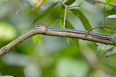 Dendrelaphis pictus