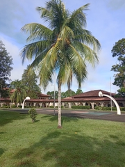 Cocoseae
