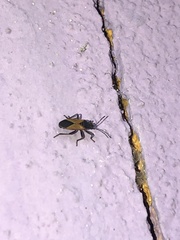 Melanopleurus bicolor