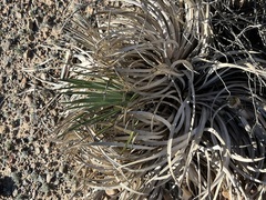 Hesperoyucca whipplei