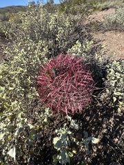 Ferocactus gracilis