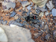 Hoplomutilla