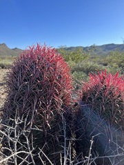Ferocactus gracilis