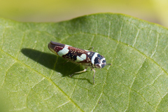 Macugonalia leucomelas
