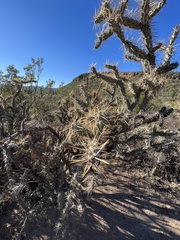 Cylindropuntia molesta