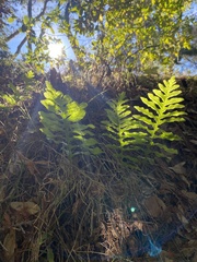 Polypodium