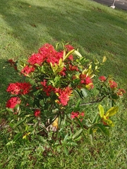 Ixora coccinea
