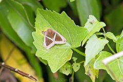 Chalciope mygdon