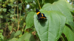 Panara soana