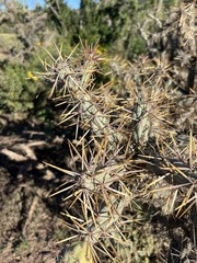 Cylindropuntia molesta