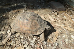 Testudo graeca