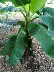 Musa × paradisiaca