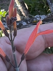 Justicia californica