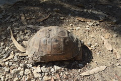 Testudo graeca