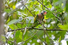 Psittacula alexandri