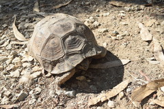 Testudo graeca