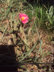 Portulaca
