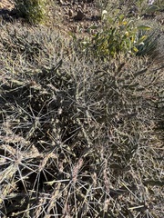 Cylindropuntia tesajo