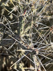 Cylindropuntia tesajo