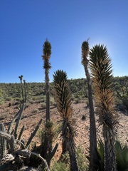 Yucca valida
