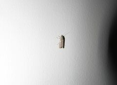 Agriphila geniculea