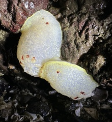 Acanthodoris nanaimoensis