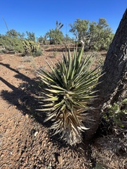 Yucca valida