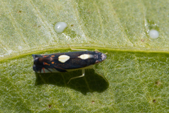 Diedrocephala variegata