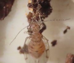 Ectopsocus