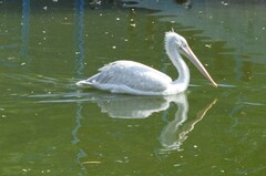 Pelecanus crispus