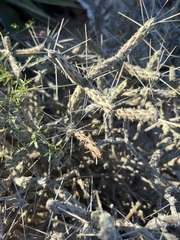 Cylindropuntia tesajo