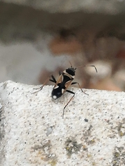 Raglius confusus