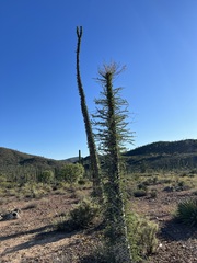 Fouquieria columnaris