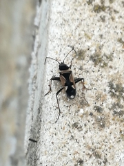 Raglius confusus