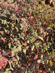 Euphorbia tomentulosa